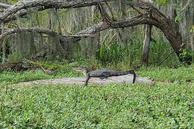 Small-Group Manchac Swamp Kayak Tour - What the Route Feels Like: A Practical Run Through Your Time