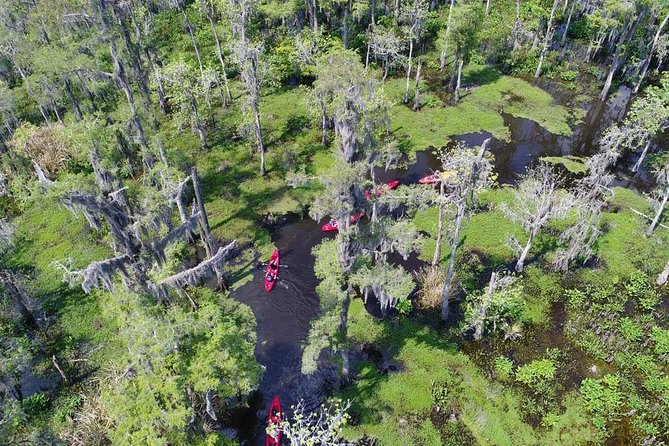 Small-Group Manchac Swamp Kayak Tour - Manchac and Maurepas Swamps: What You’ll Actually See