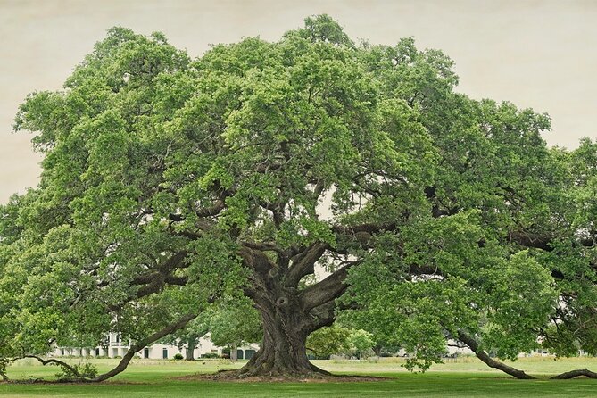 St. Joseph Plantation Tour - Should you book St. Joseph Plantation Tour?