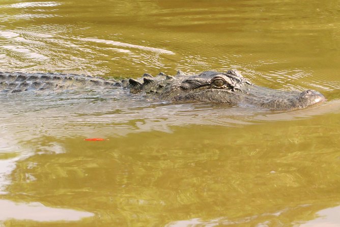 Ultimate Swamp Tour Experience with Transportation from New Orleans - Group size, comfort, and why audio can make or break the experience