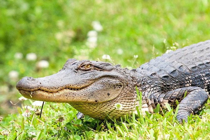 Ultimate Swamp Tour Experience with Transportation from New Orleans - Weather reality and what to wear so you’re not miserable